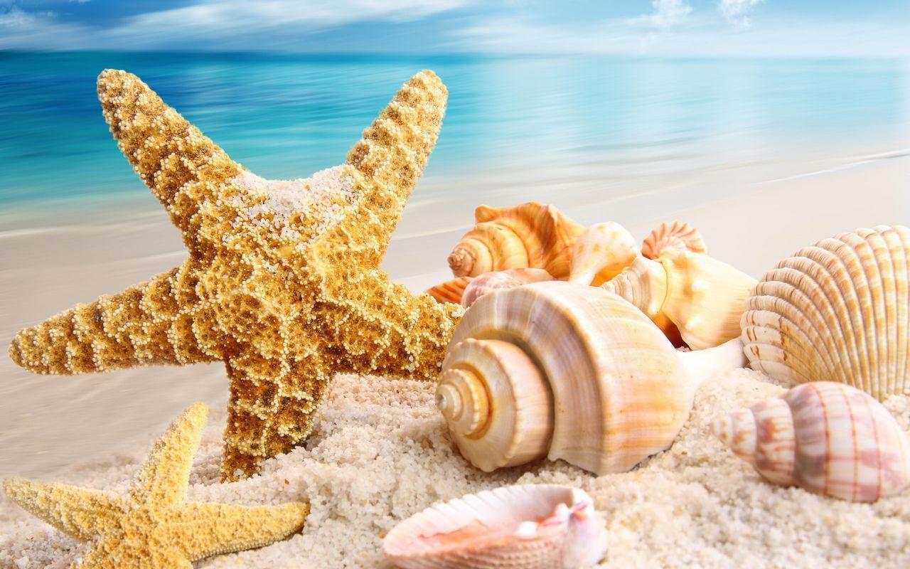Beautiful Shells Summer Wallpaper, Summer Wallpaper. HD