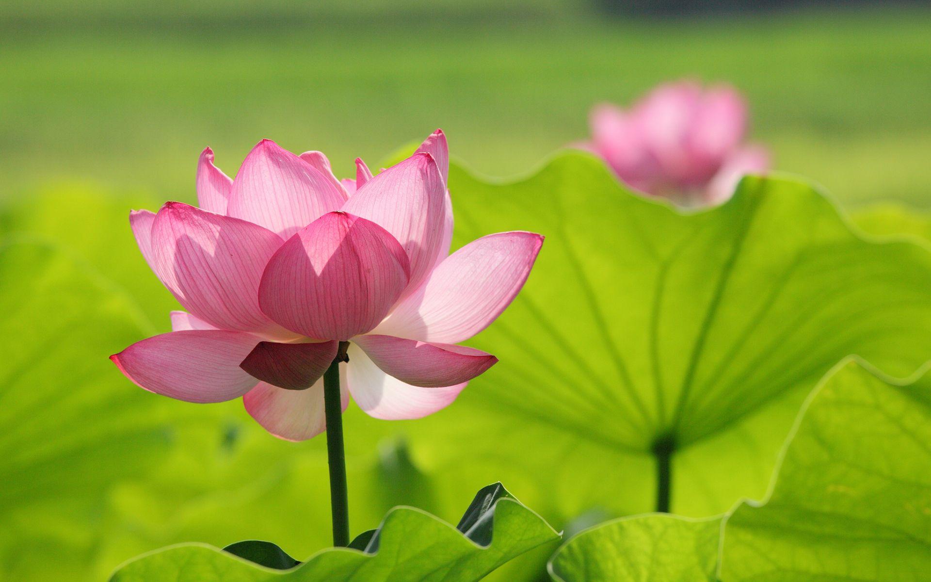 Lotus Flower Wallpaper, Picture, Image