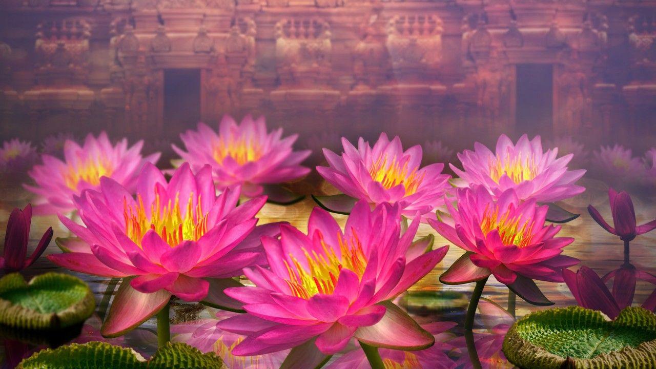 Lotus Flowers Wallpapers - Wallpaper Cave