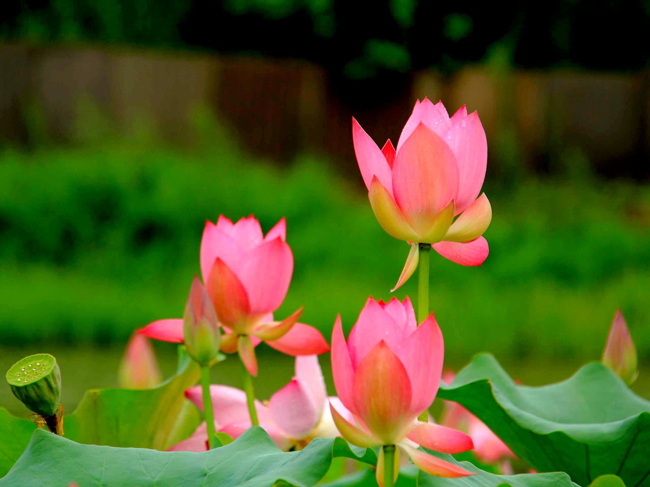 Flowers: Lotus Flowers Buds Nature Wallpaper Flower iPhone 6 for HD