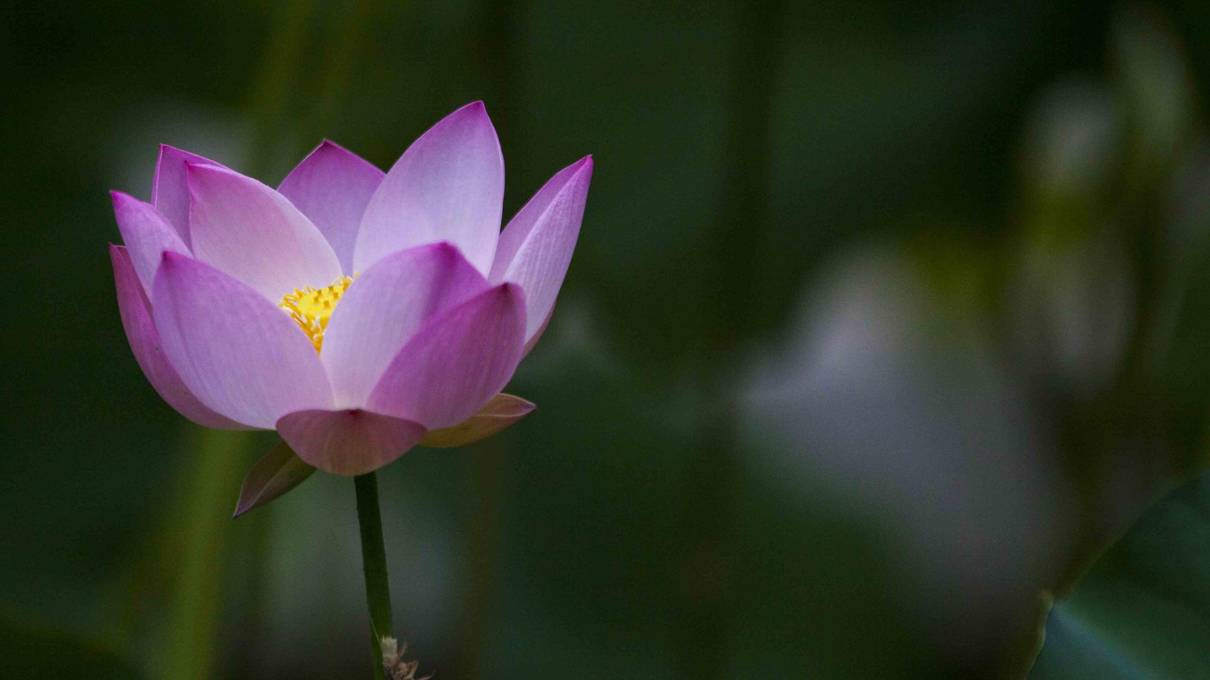 Beautiful Lotus Flower High Resolution Wallpaper. HD Wallpaper