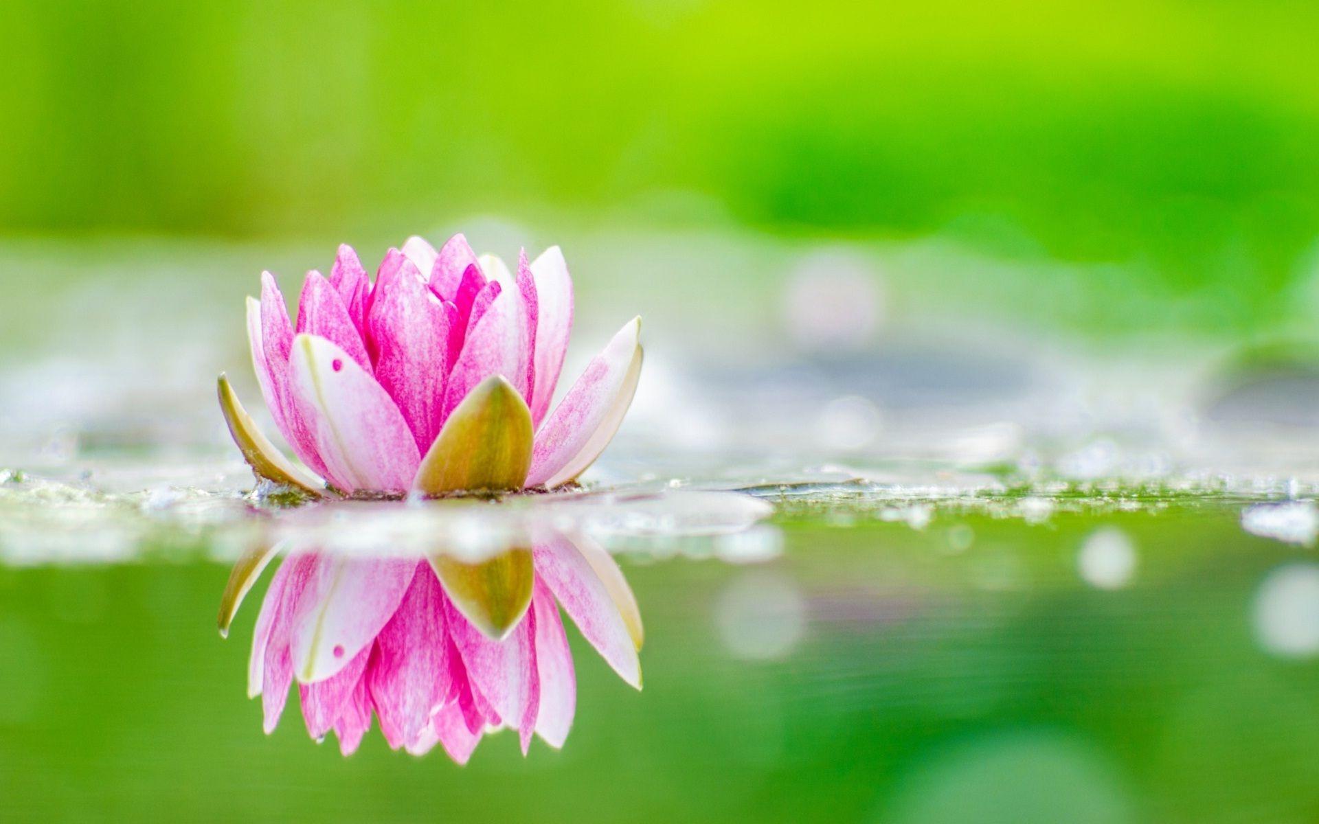 Pink lotus flowers with beautiful nature wallpaper. HD Wallpaper