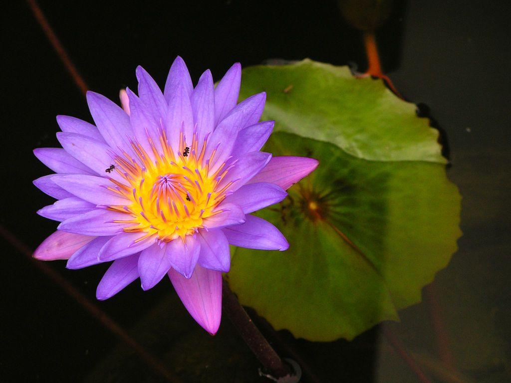 Purple Lotus Flower HD Wallpaper, Image, PIctures