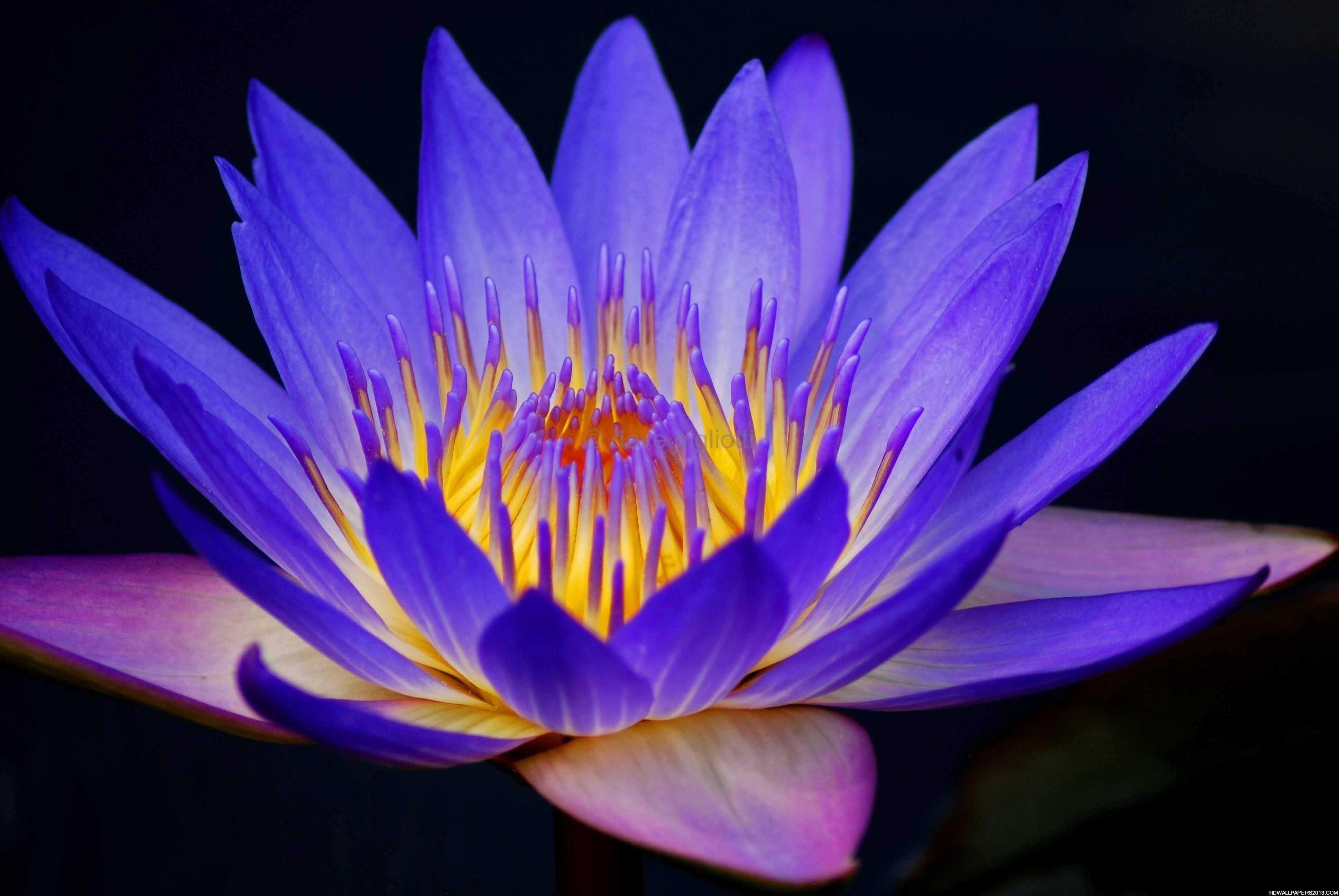 Wallpaper Of Background Purple Lotus Flower On Nature Beauty