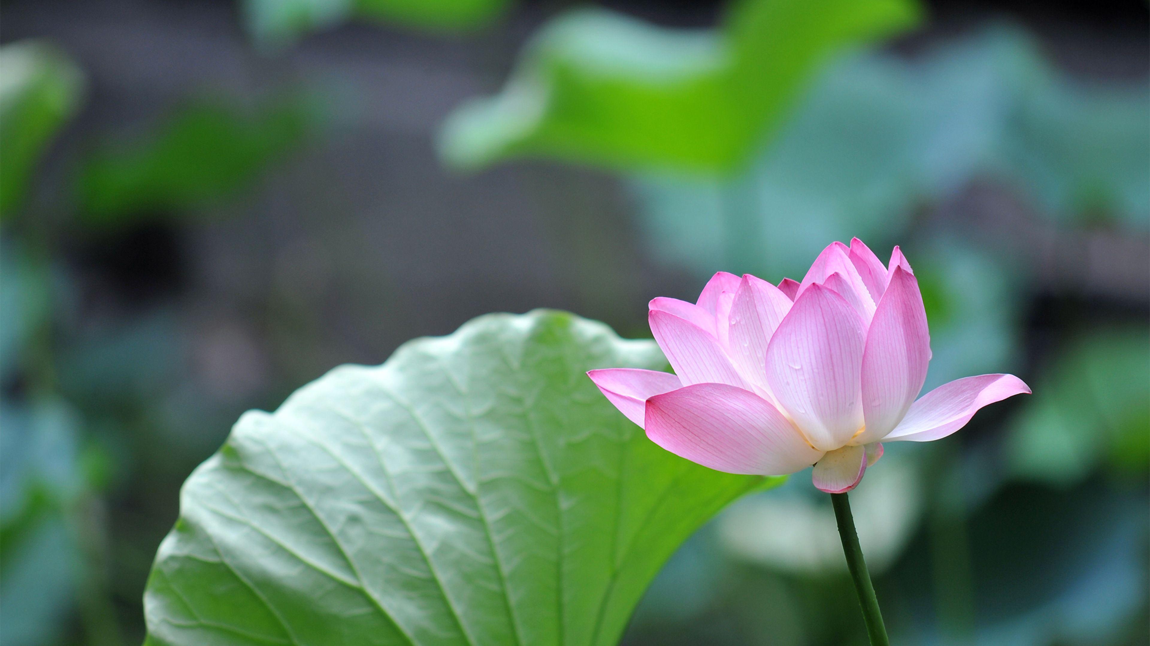 Pink Lotus Flower 4K Ultra HD Desktop Wallpapers