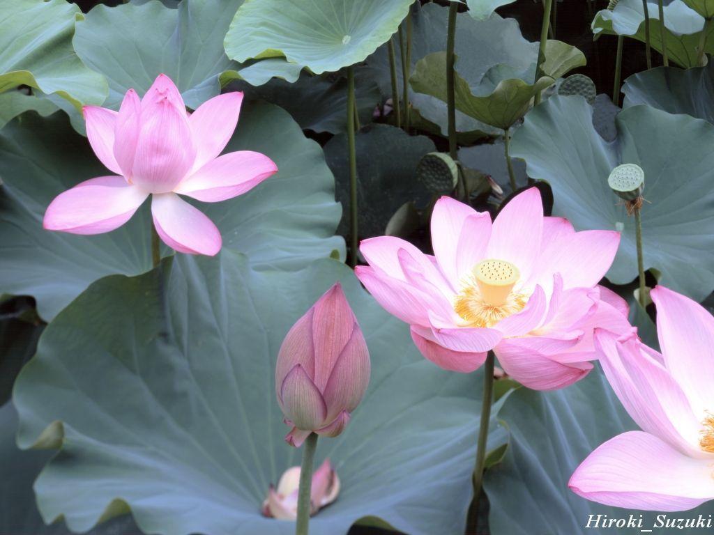Download Lotus Flower Wallpaper Desktop Background