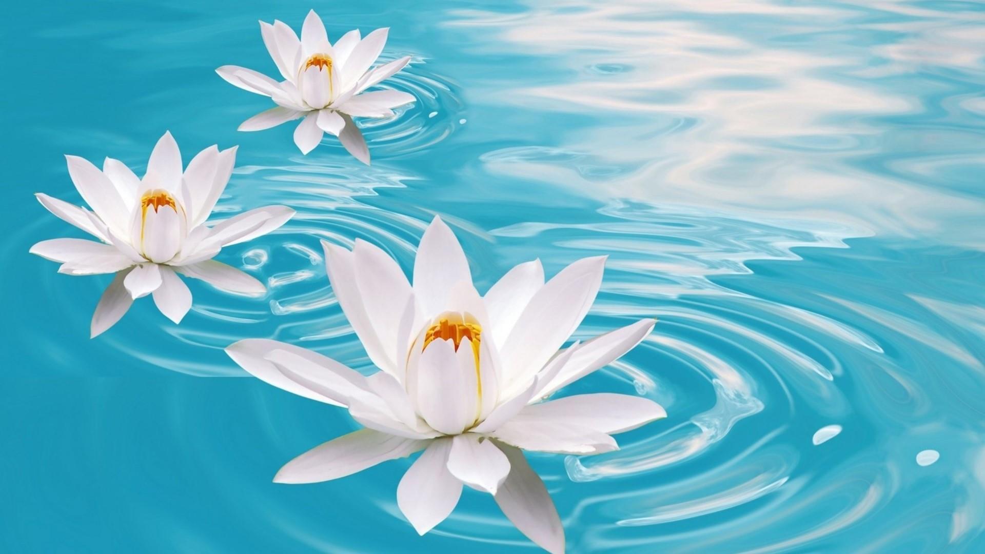 White Lotus Flowers In The Blue Water Wallpaper. Wallpaper Studio