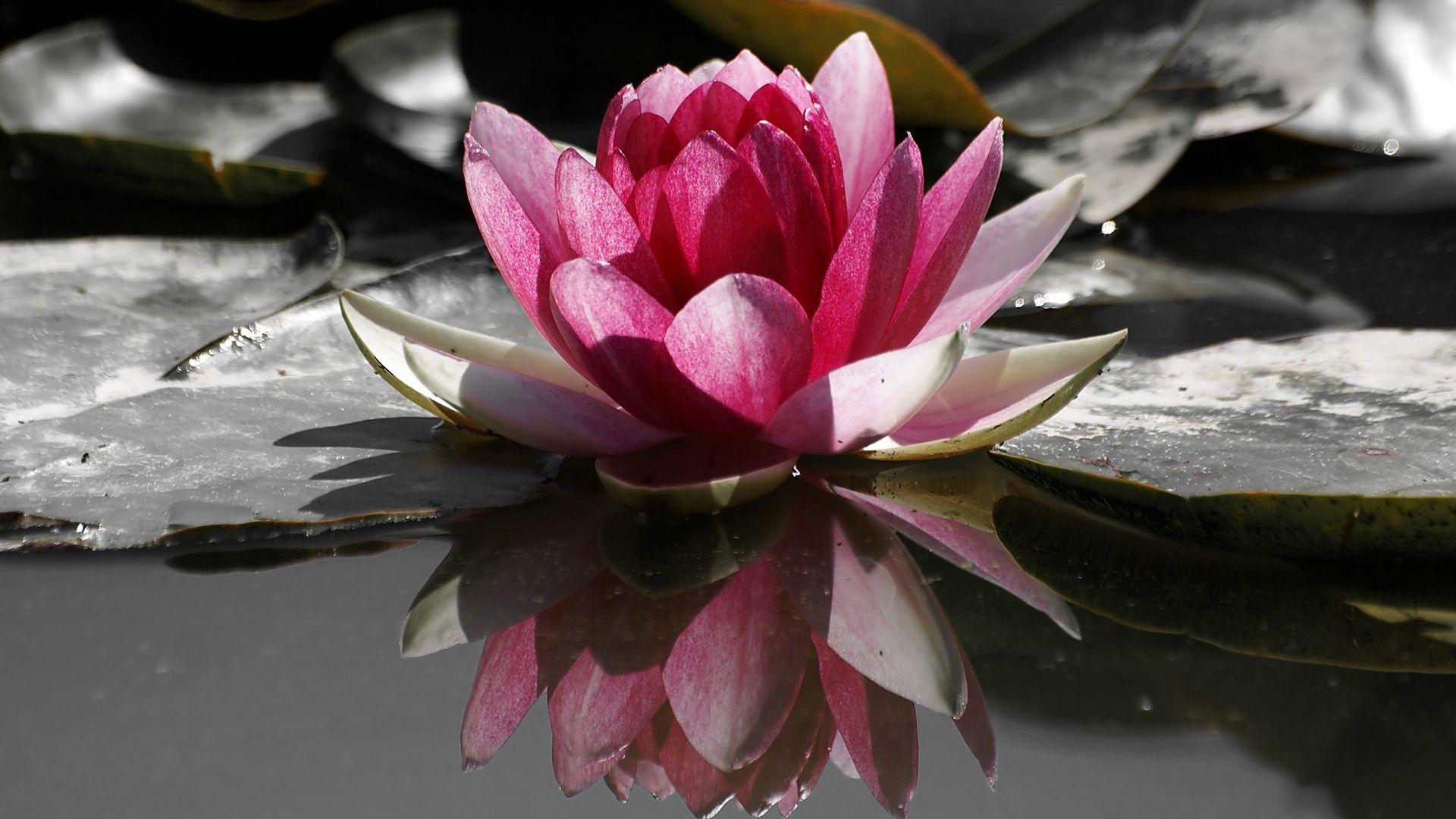 Lotus Flower, Flower, Lotus, Red, Water 1920×1080