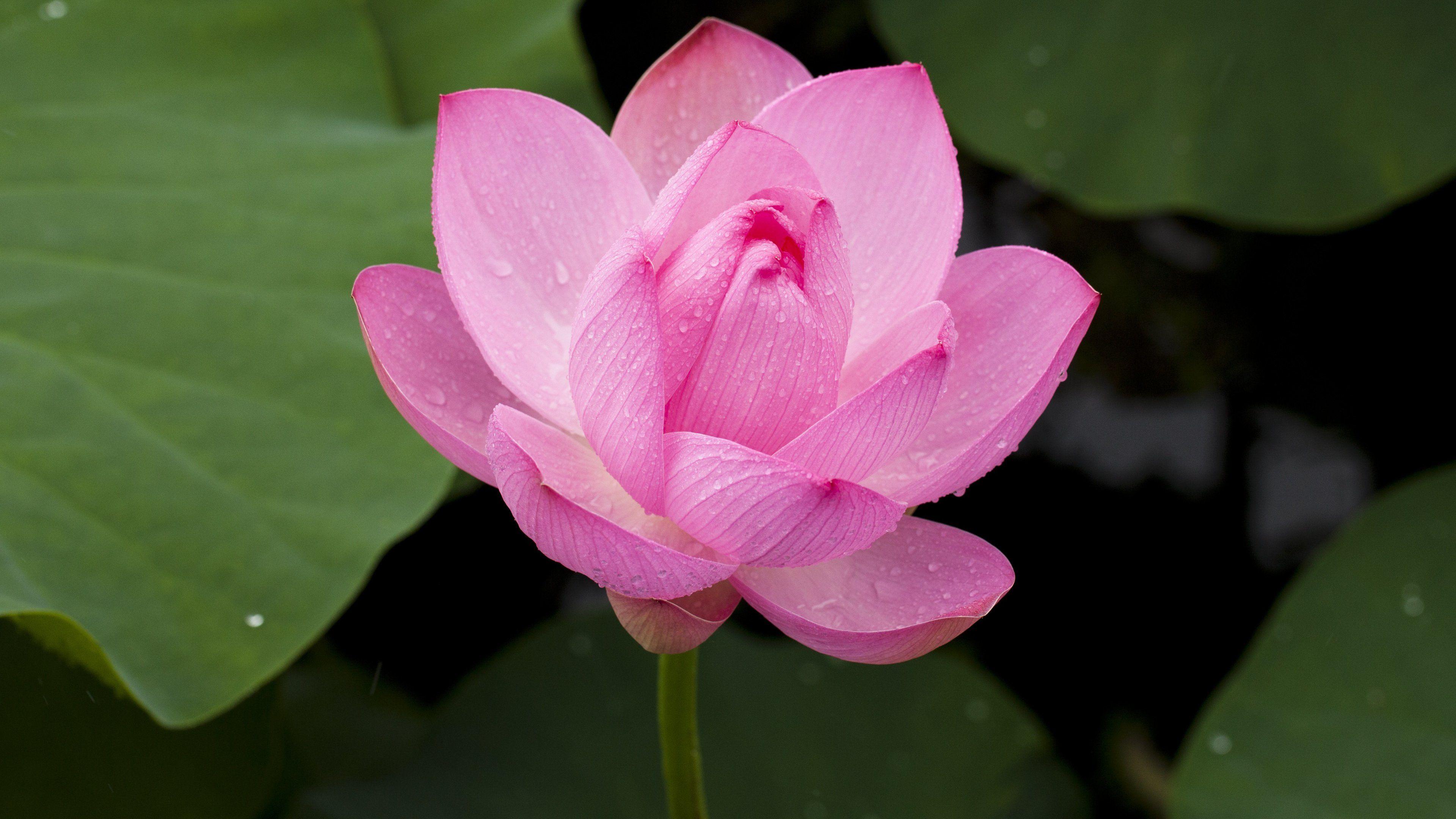 Pink Lotus Flower Wallpaper & Desktop Background