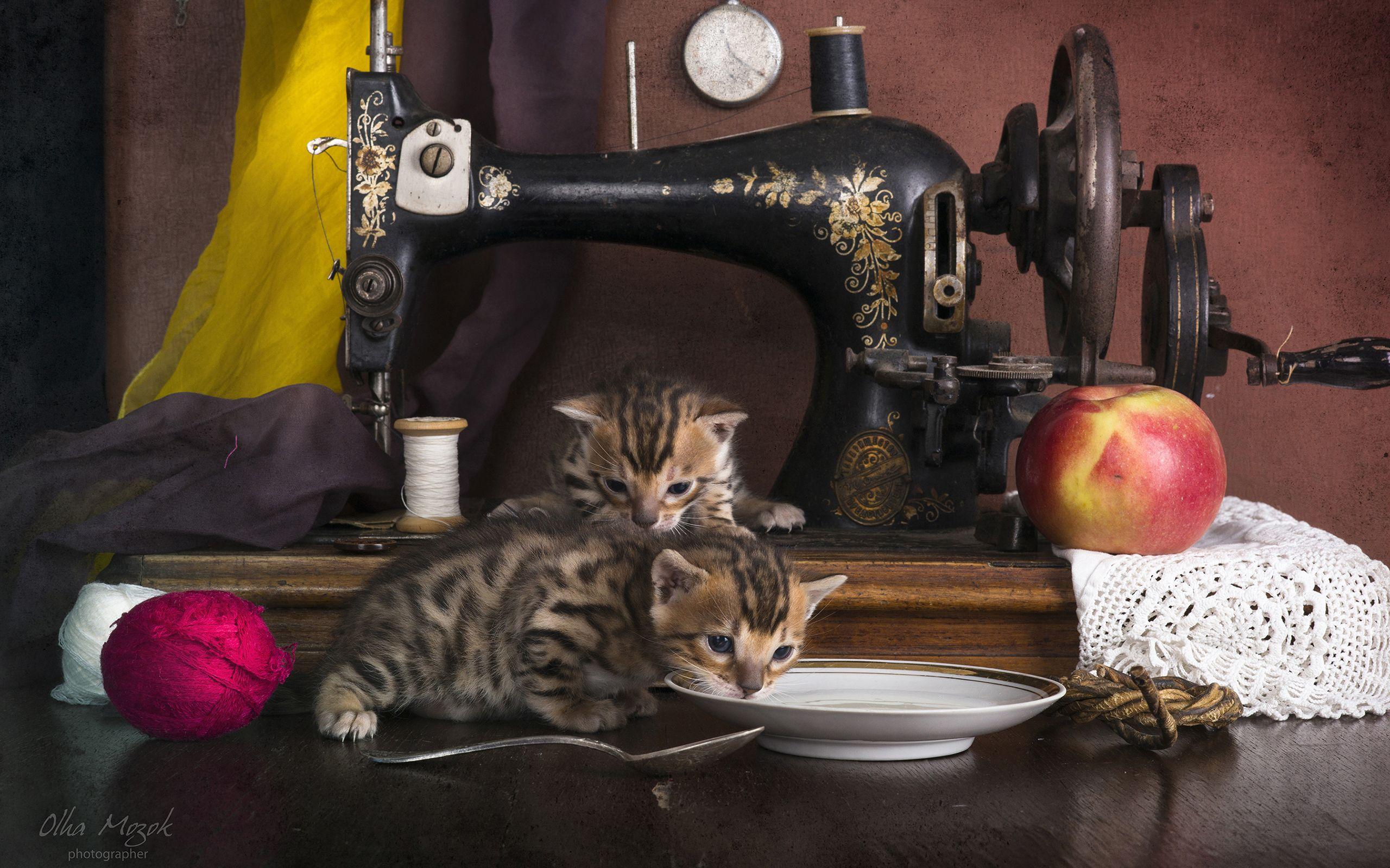 Kittens next to vintage sewing machine Full HD Wallpaper