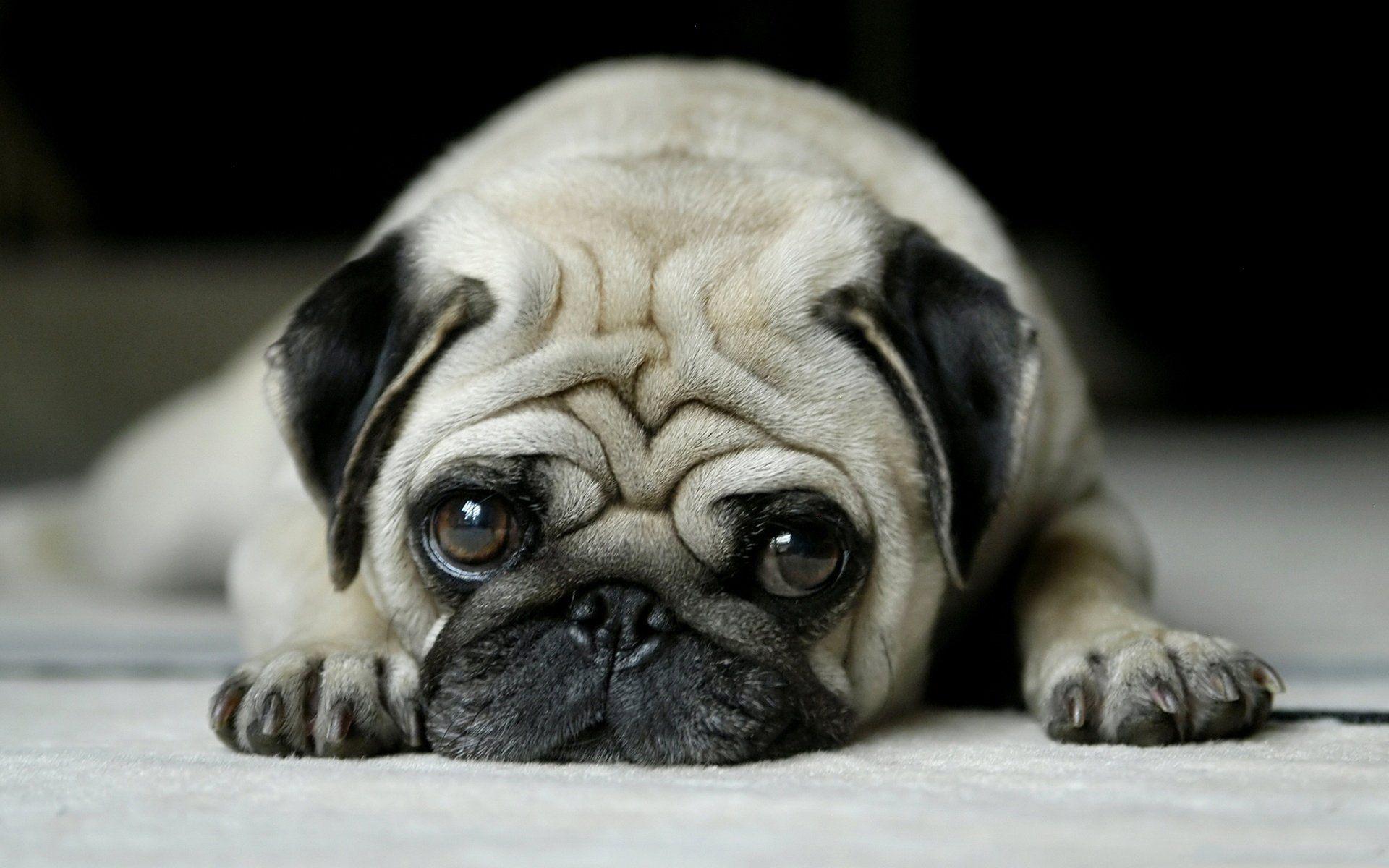 Pug Full HD Wallpaper and Background Imagex1200