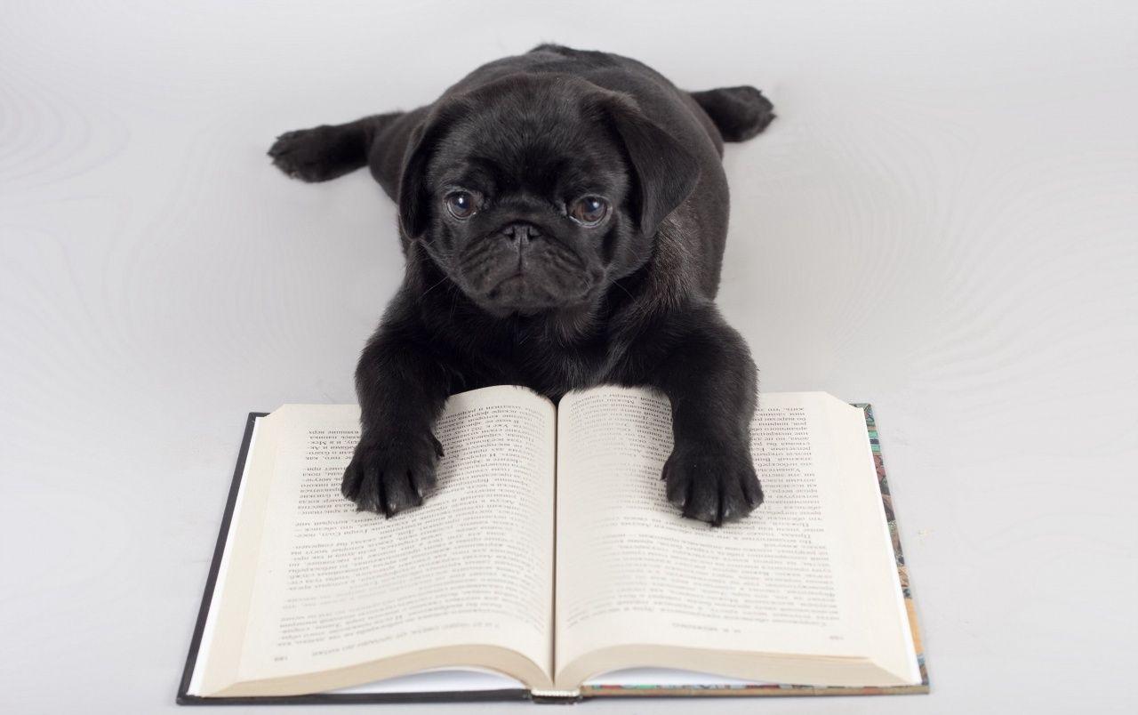 Pug Reading wallpaper. Pug Reading
