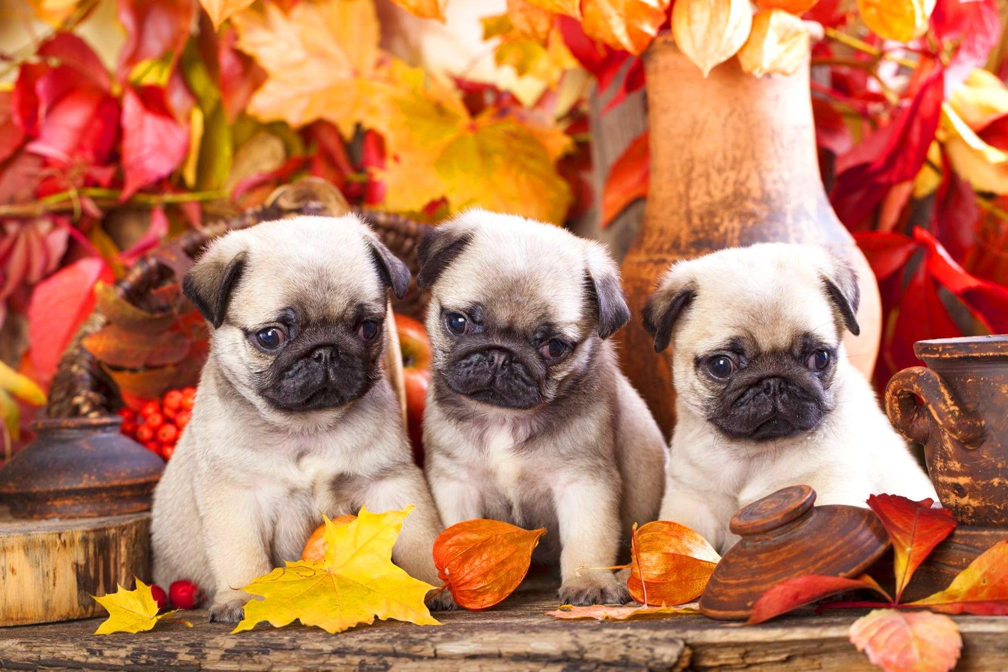 Three Pug Puppies During Fall HD Wallpaper
