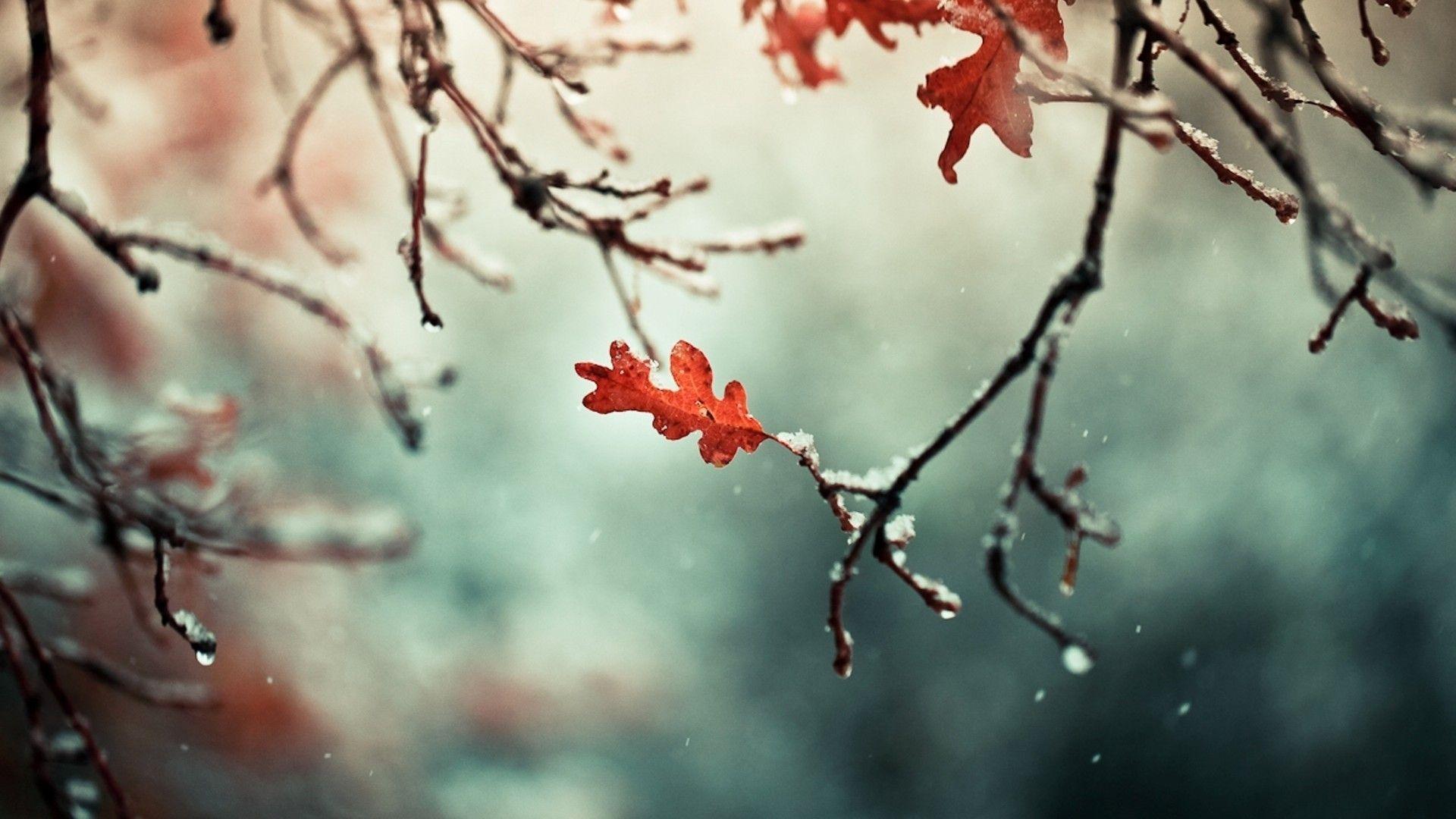 leaves, photography, nature, winter wallpaper
