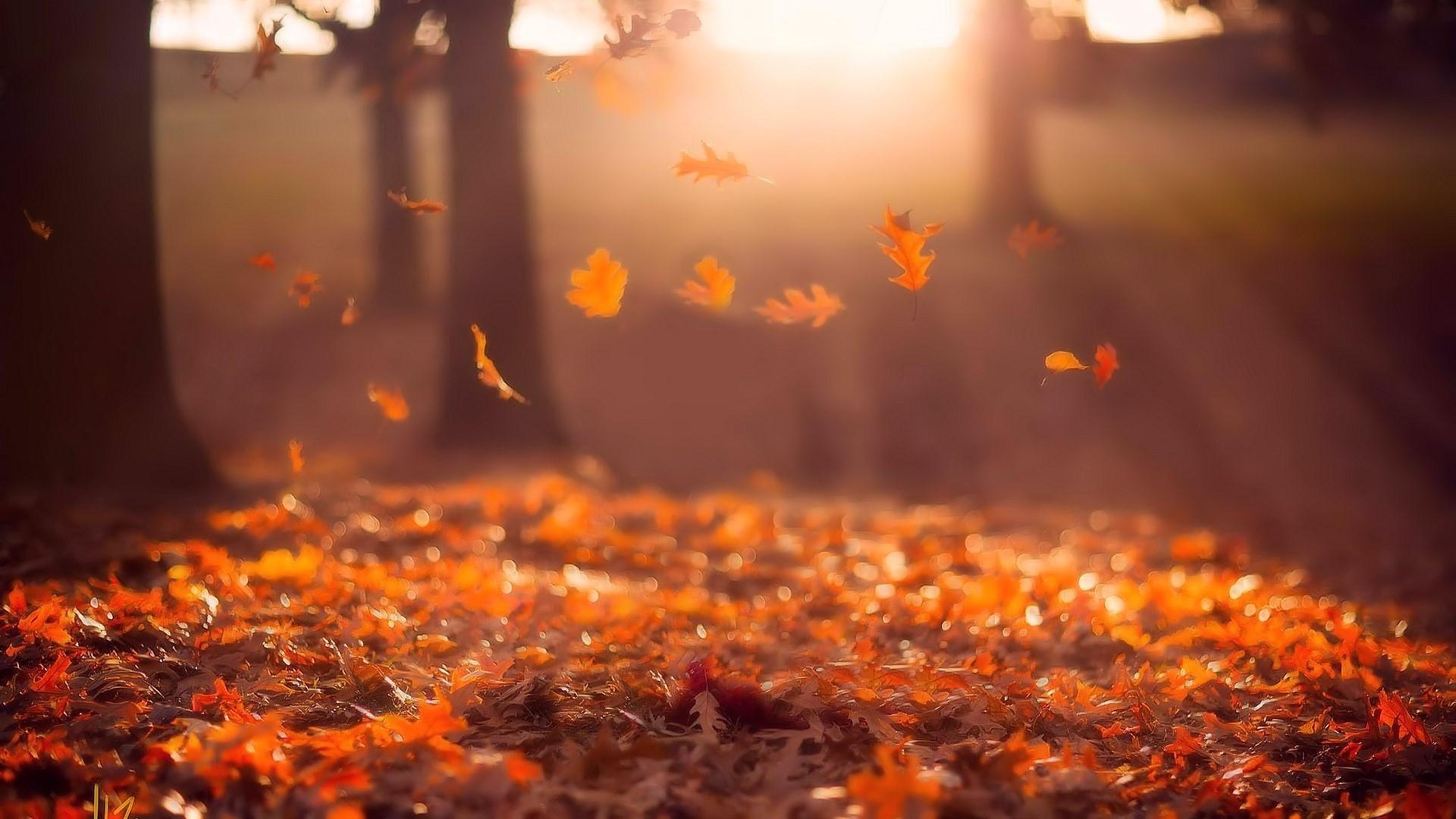 Red Leaves In The Autumn Sunrays Photography Wallpaper