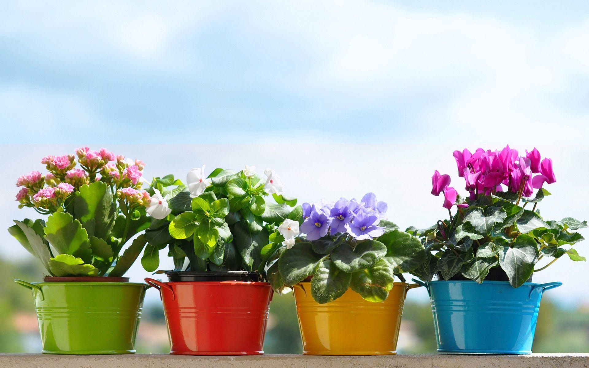 Flower Pot Wallpapers Wallpaper Cave