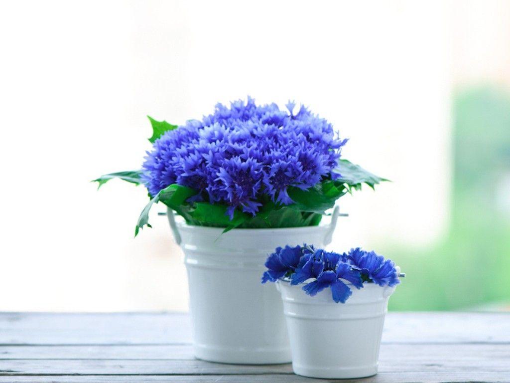 Flowers: Blue Soft Flowers Spring Pot Wallpaper Flower Android