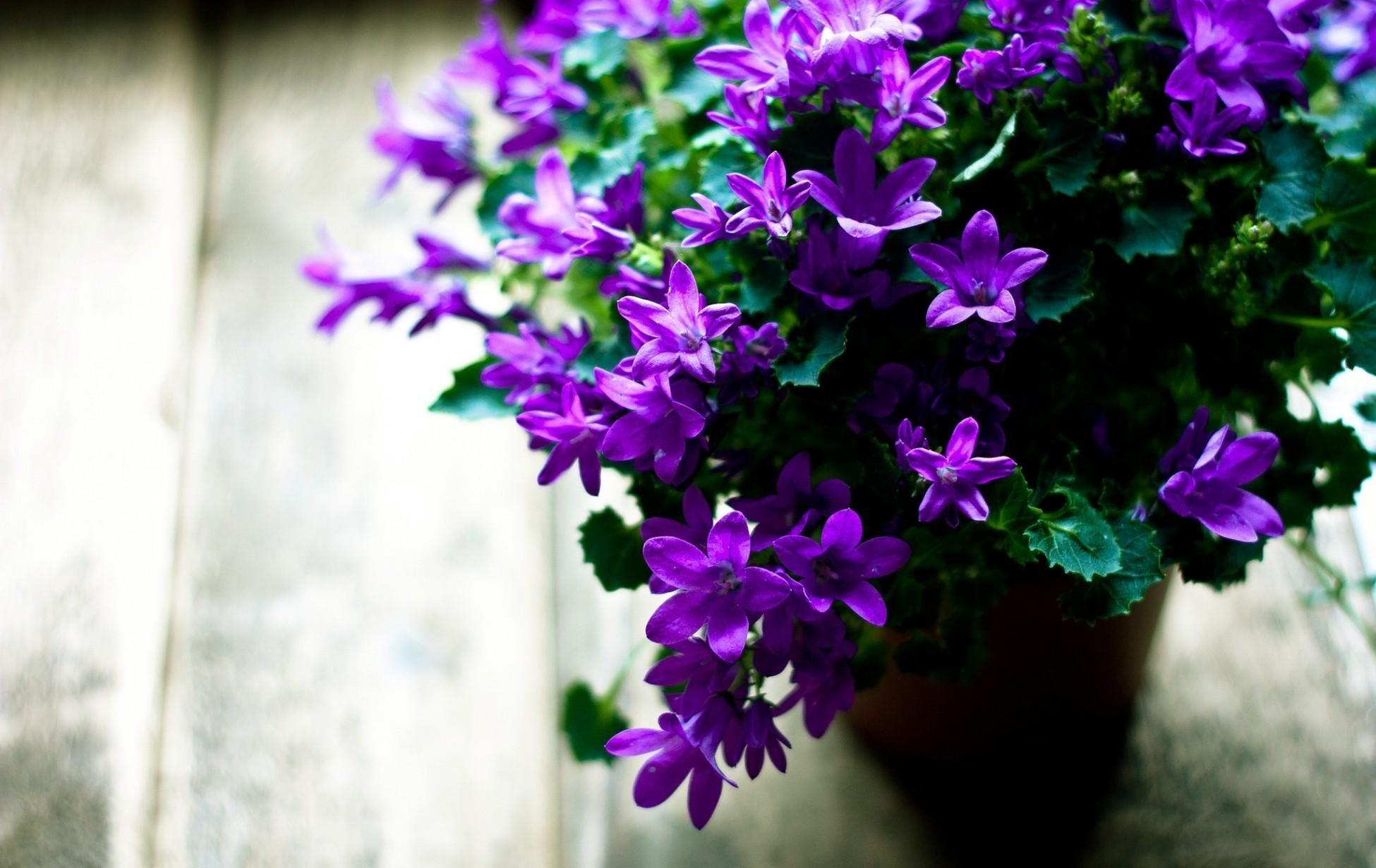 Wallpaper Flowers, Pot, Flowering, Leaves, Sharpness HD, Picture, Image