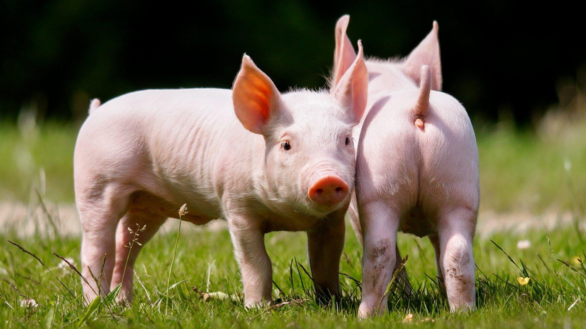 Domestic Tag wallpaper: Pig Domestic Animals Animal Love HD