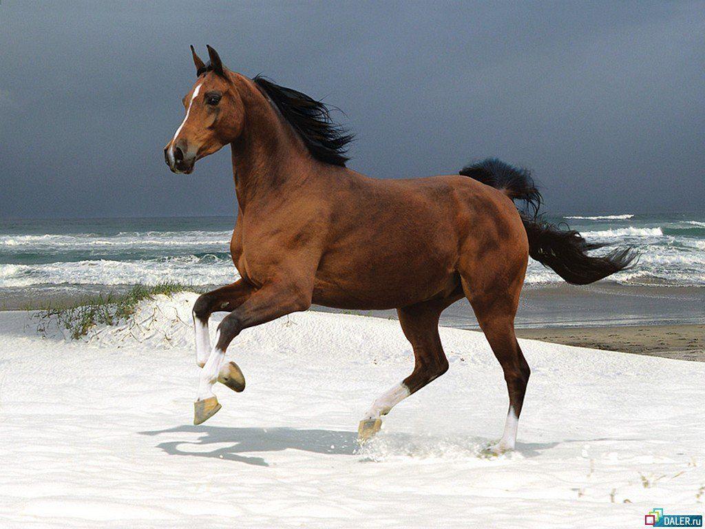 image horses animals. Horse