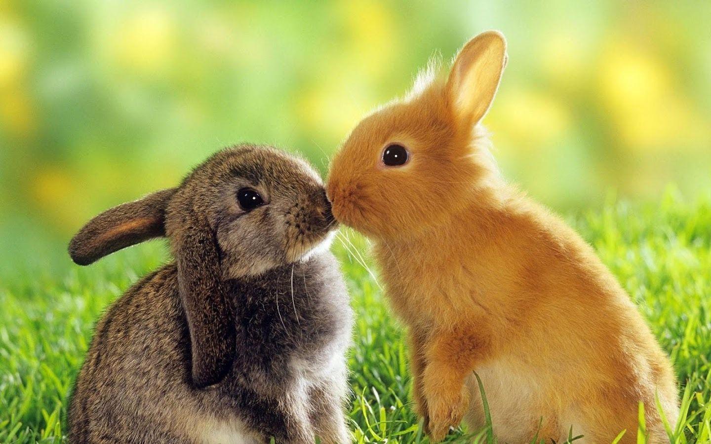 Cute Sweet Rabbit Animals Wallpaper