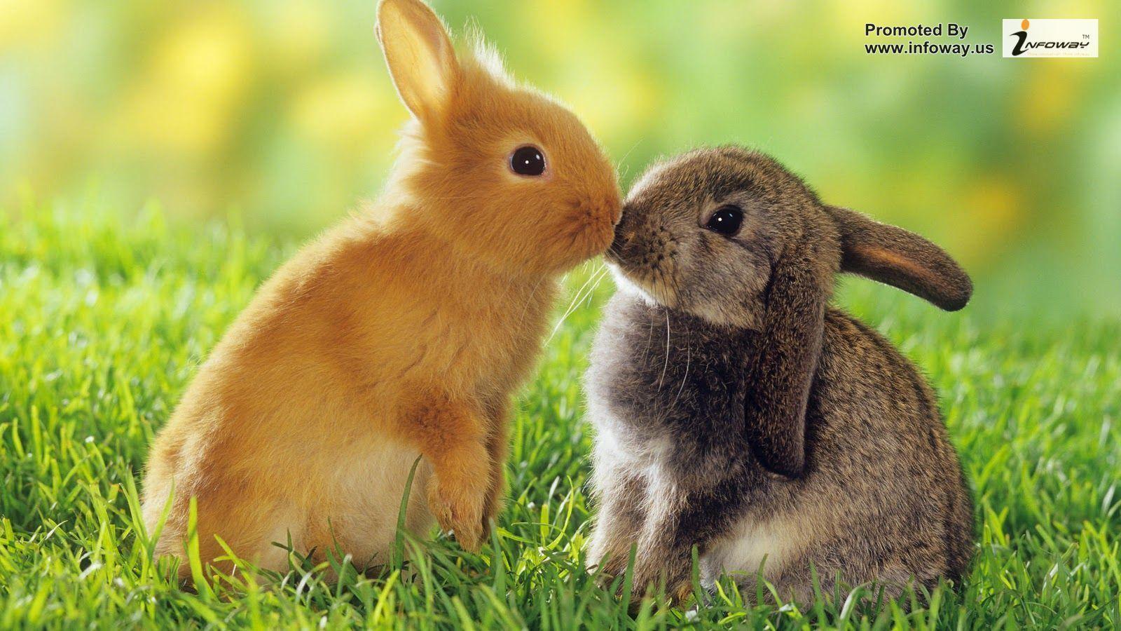 Domestic Animals HD Image