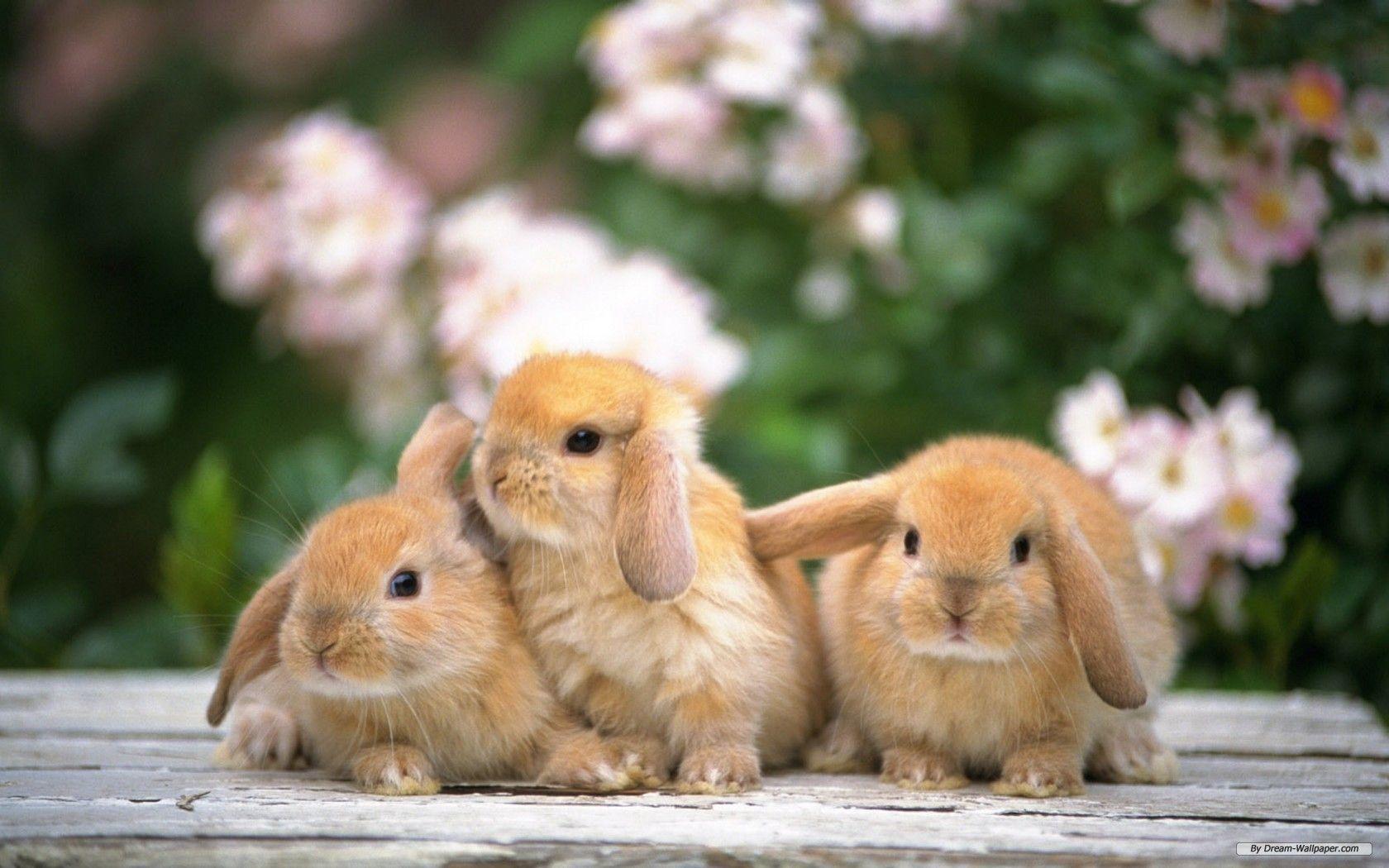 Cute Rabbits Animals Wallpaper Free Wallpaper