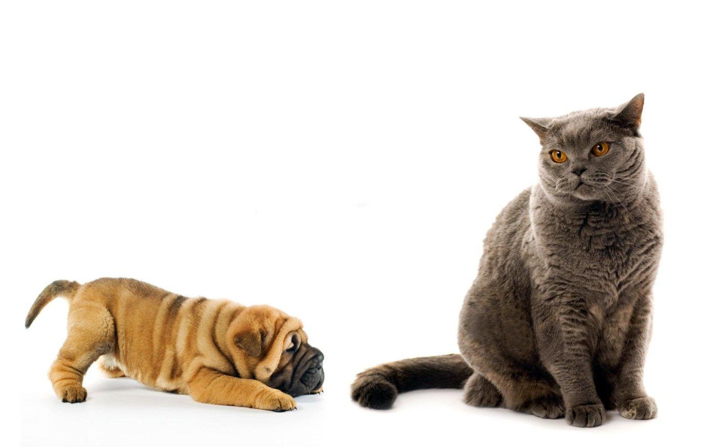 Other Animals Puppy Shar Cats Cat Dog Pei Domestic Gray Animal