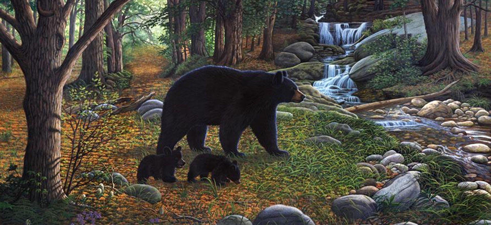 Black Bear Wallpaper Animal Spot