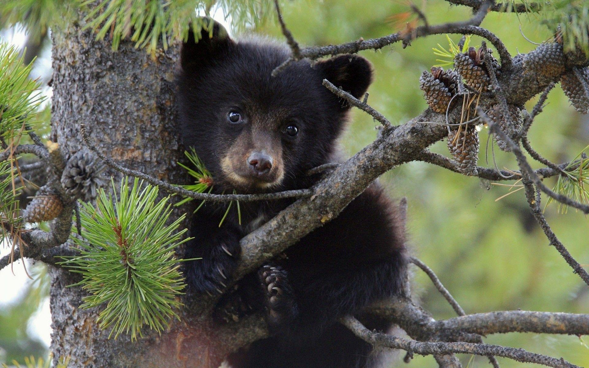 Baby Black Bears HD Wallpaper, Background Image