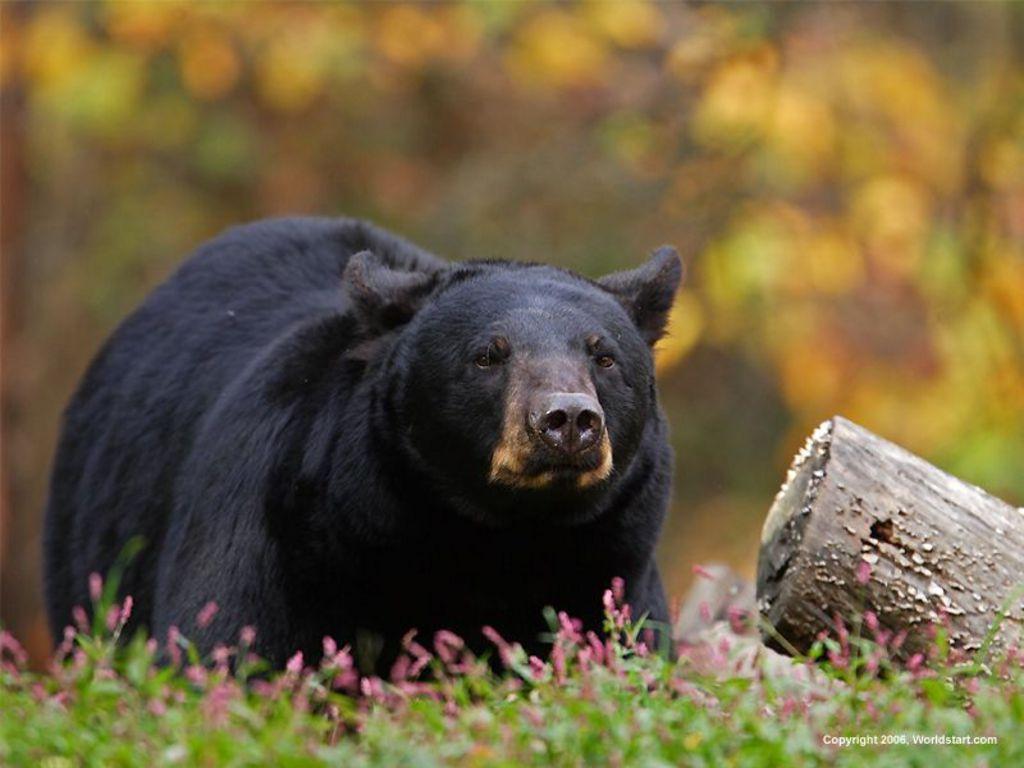 Black Bears HD Wallpaper, Background Image