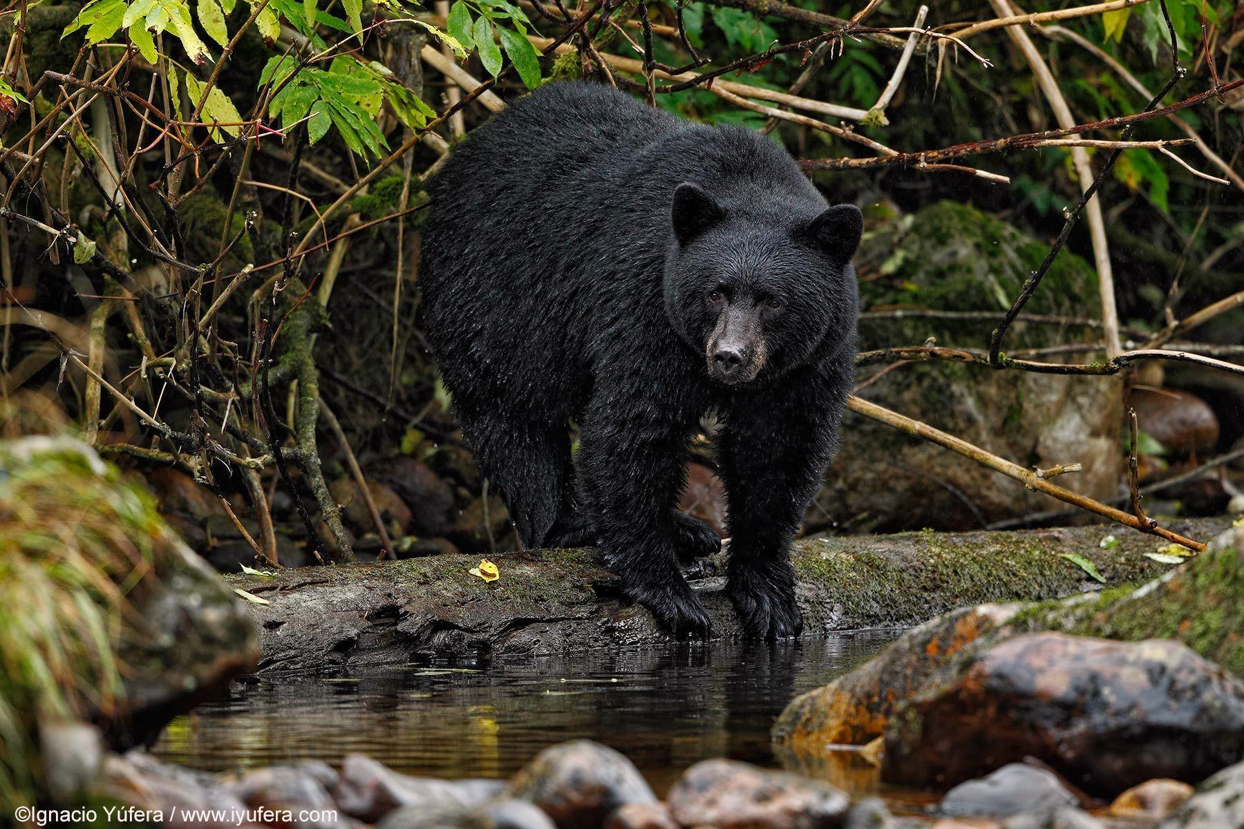 Black Bear Wallpaper Animal Spot