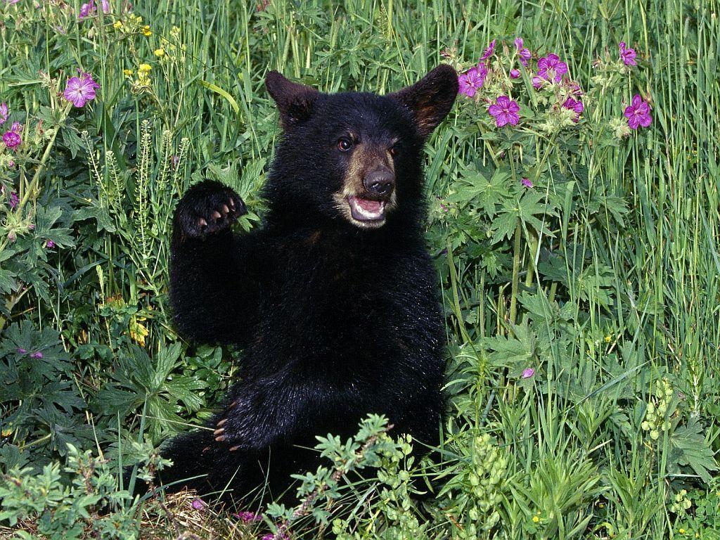 Black Bears Eating HD Wallpaper, Background Image