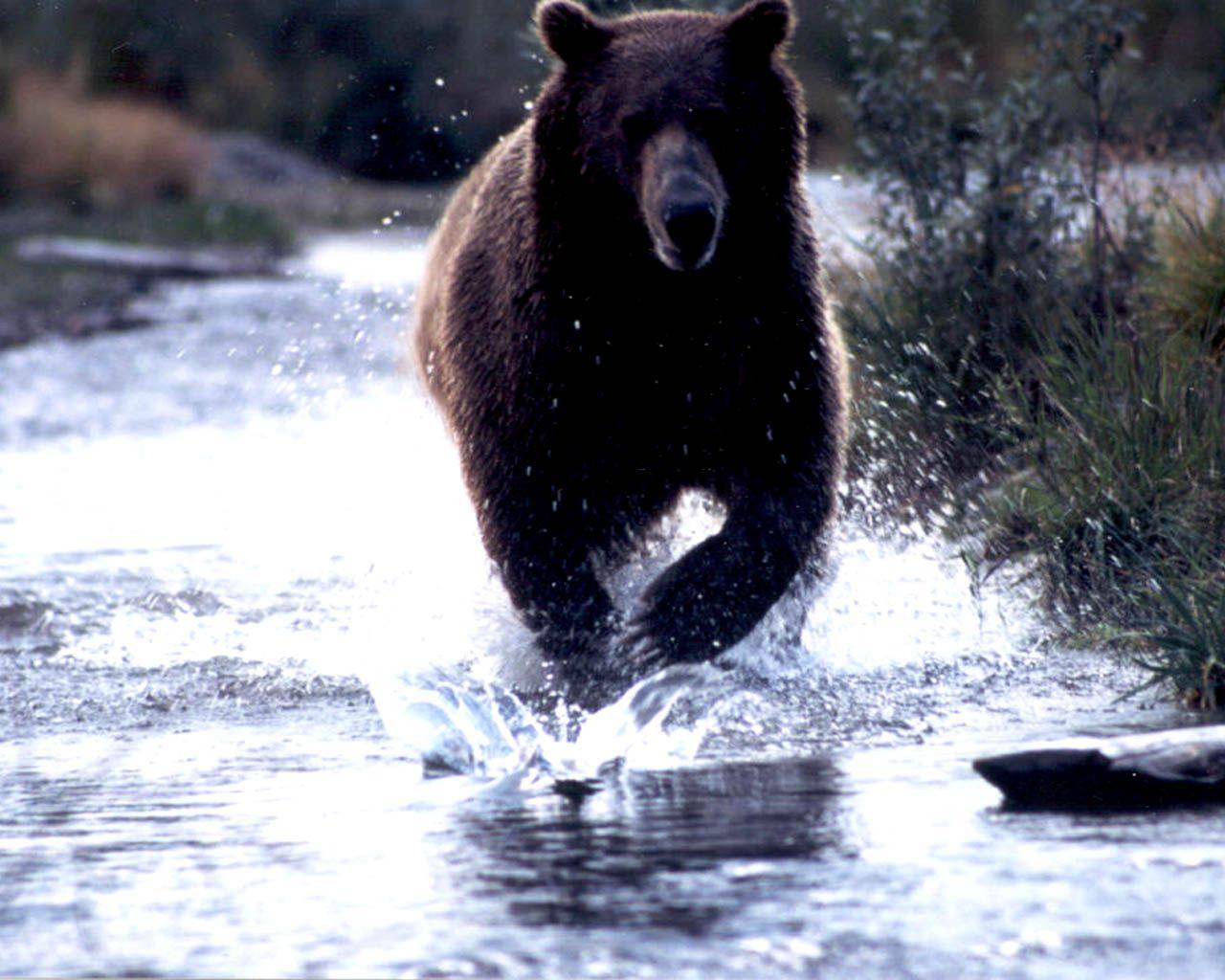 Black Bear. Free Desktop Wallpaper for Widescreen, HD and Mobile