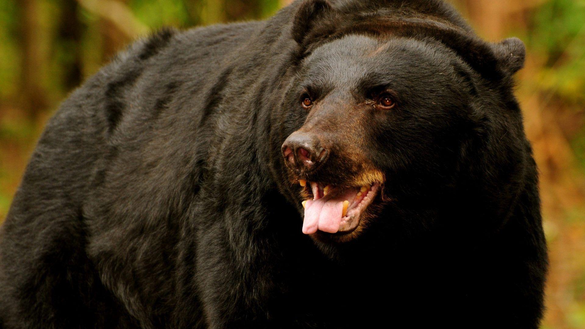 Bears Tag wallpaper: Rivers Animals Predators Bears Nature Alaska