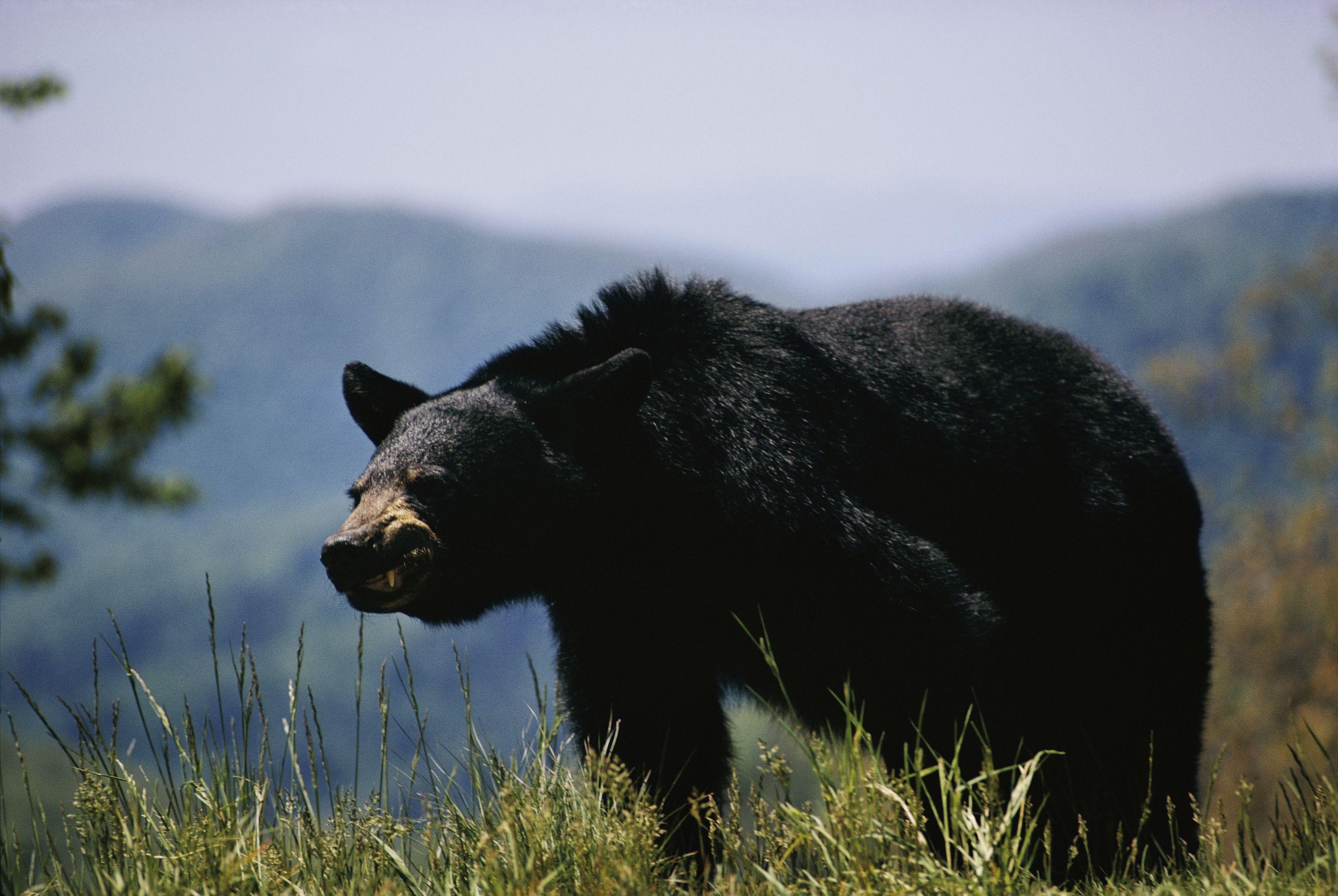 Spring Black Bear Hunters Reminded of Key Regulations