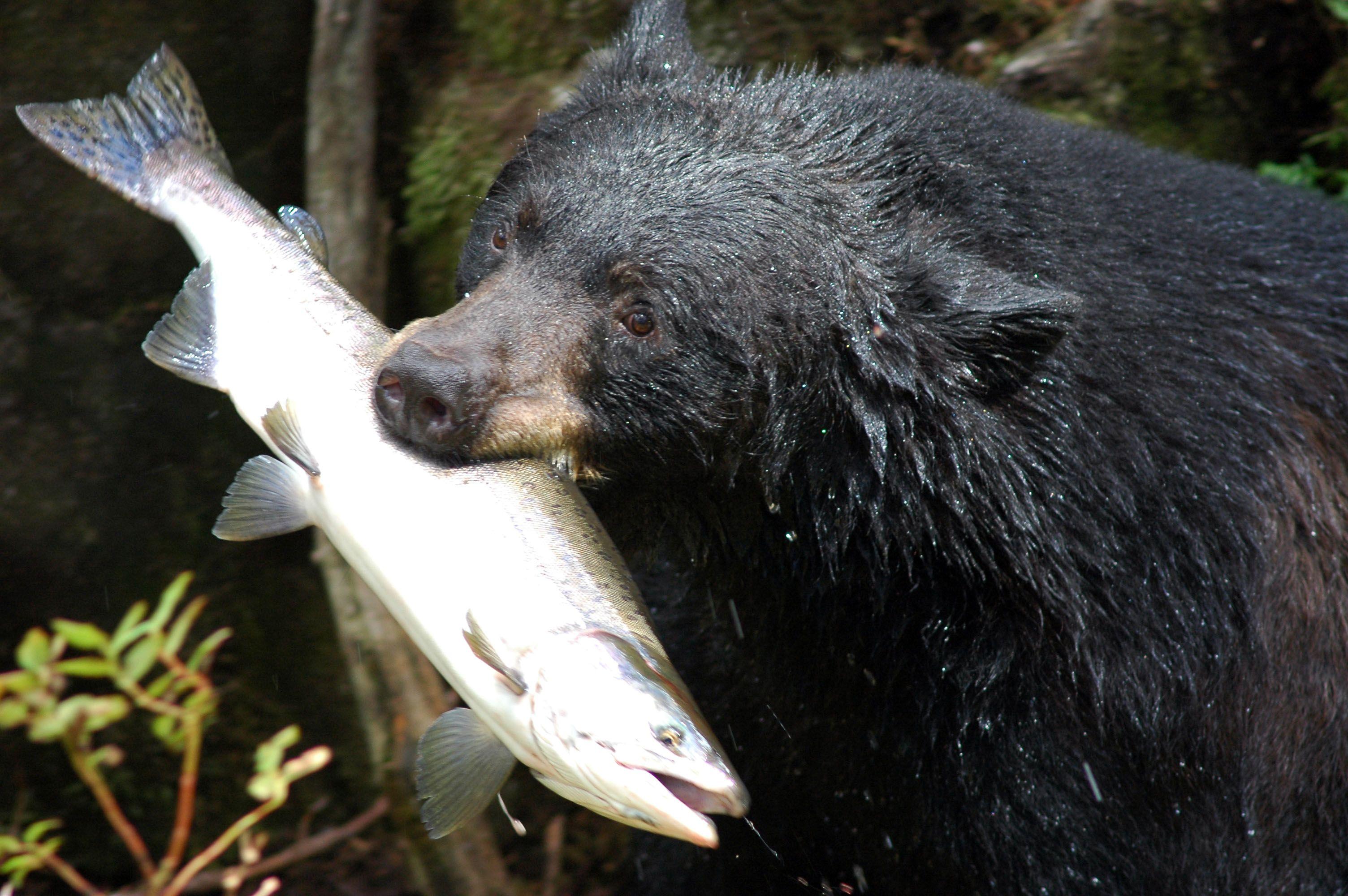 Hungry for Black Bear Facts and information? SEE the WILD SEEtheWILD