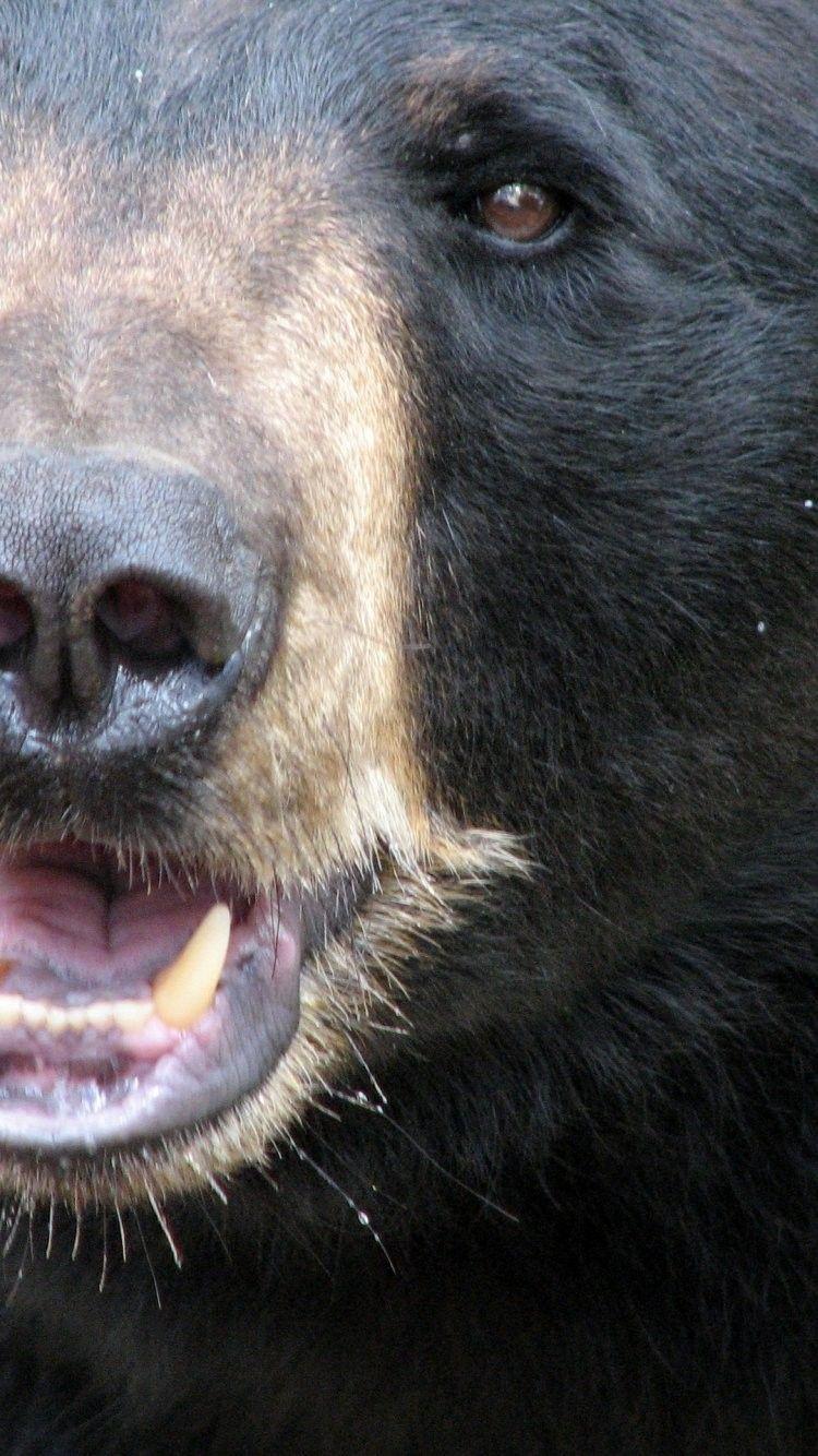 Black Bear Face iPhone 6 wallpaper iPhone 6 Wallpaper