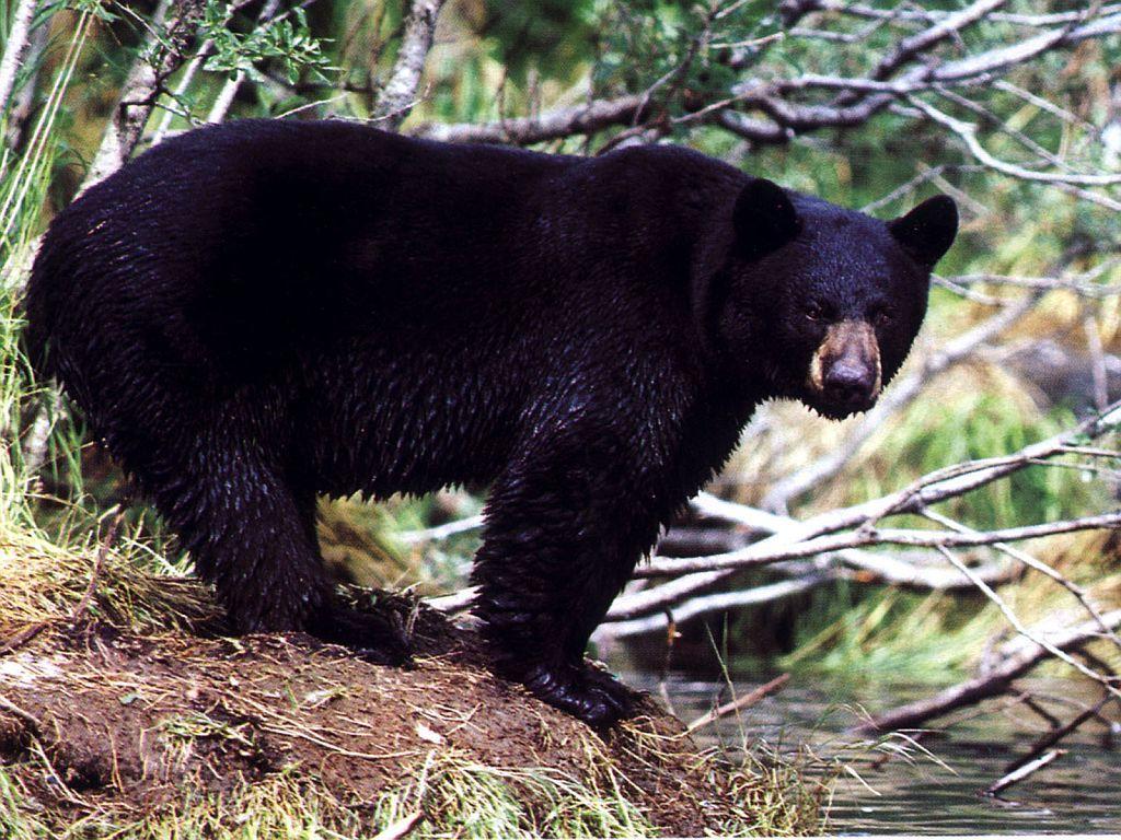 Bear Picture Bear Side On