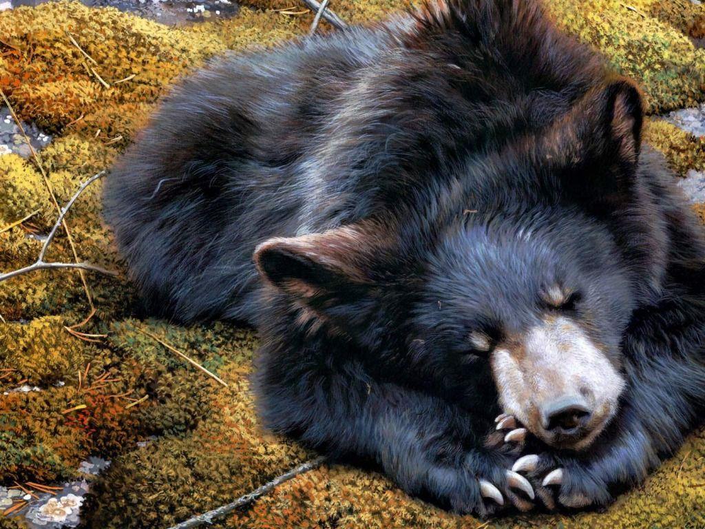 Black Bear HD Image Best Bear Of 2018