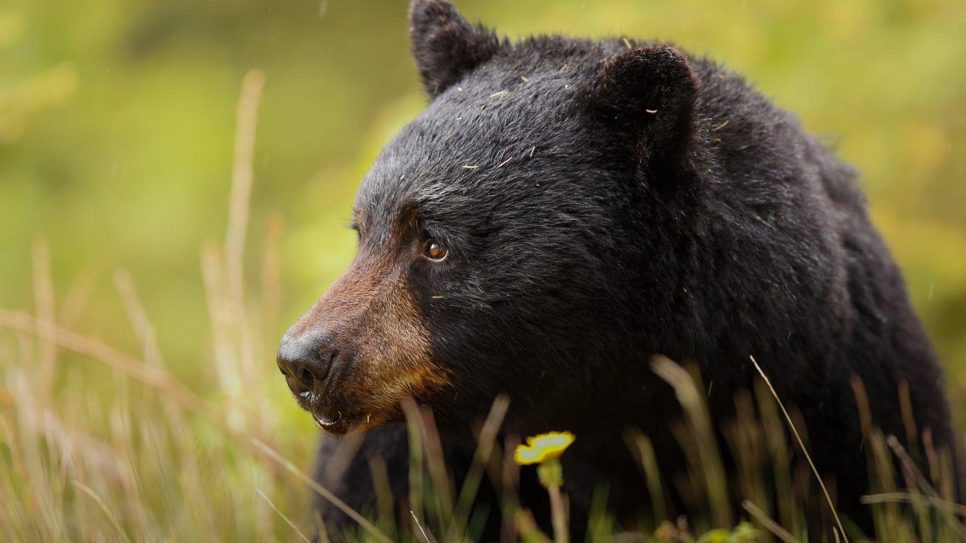 Bears wallpaper: Bear Black Predator Muzzle Baribal Image