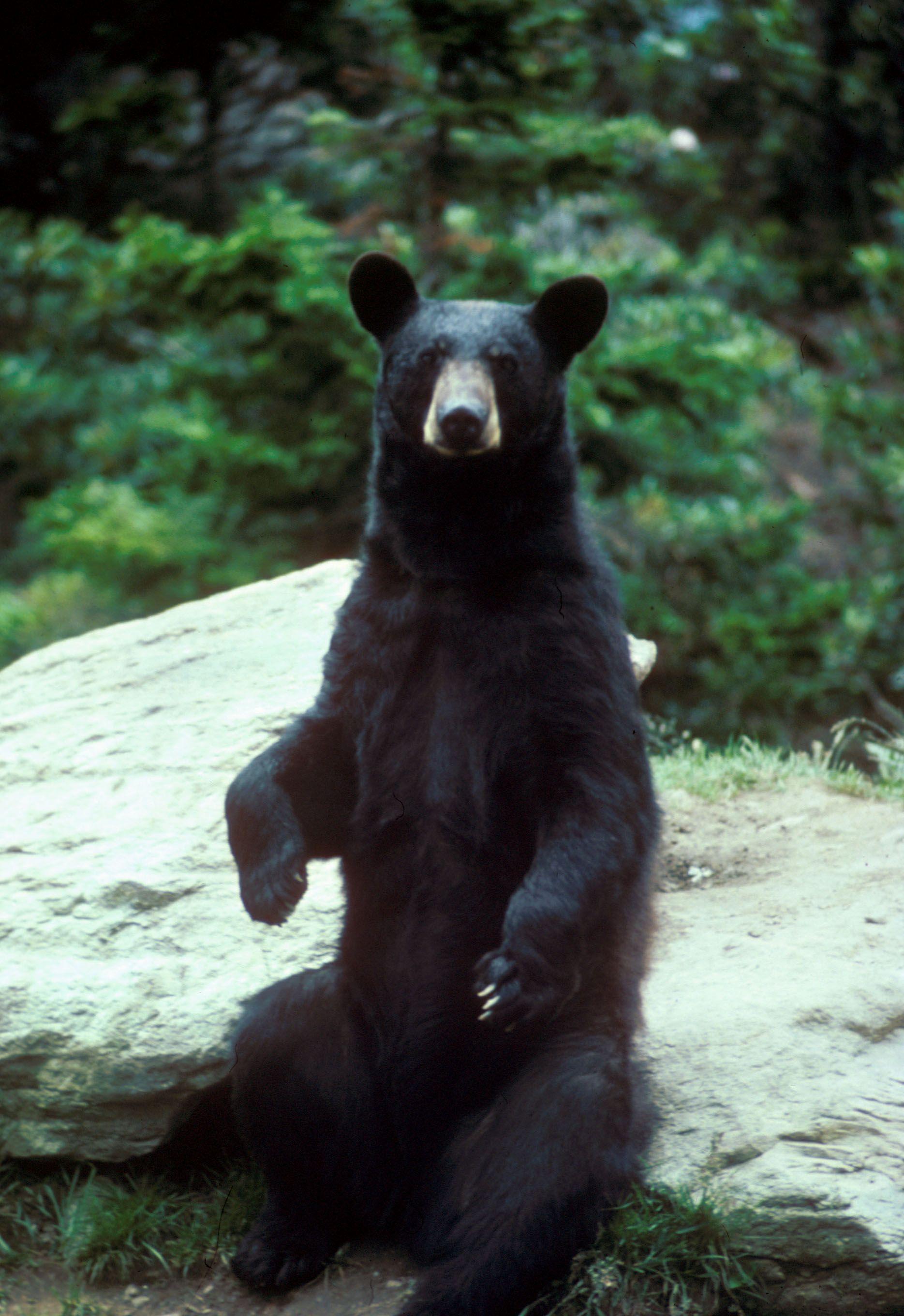 Black Bear Large Bears Animals Wallpaper