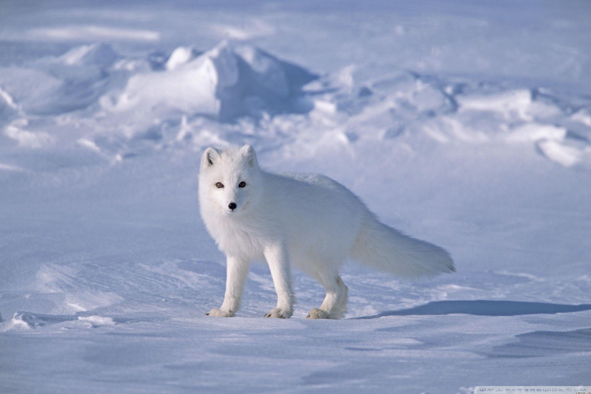 arctic fox, remote, fantastic, animals, fox, white fox, arctic