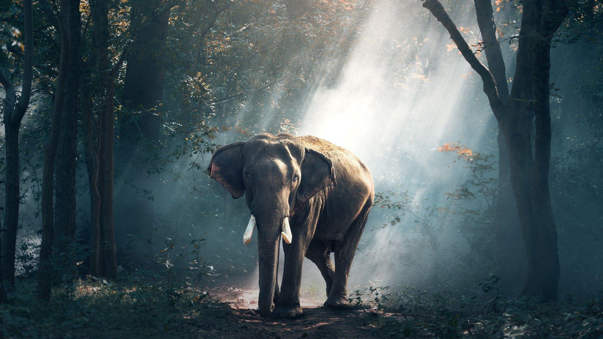 Elephant In Forest Fantastic Animal Wallpaper. HD Wallpaper Rocks