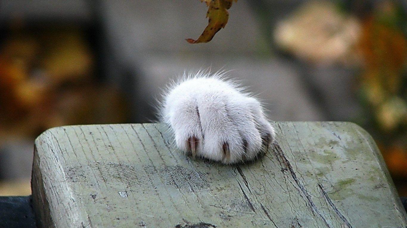 Cats Cat Good Morning Wallpaper Cats for HD 16:9 High Definition