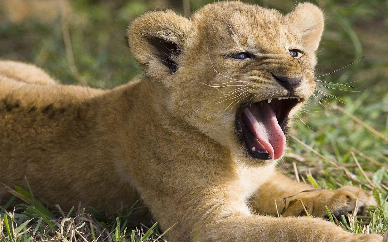 Fantastic Baby Lion Picture