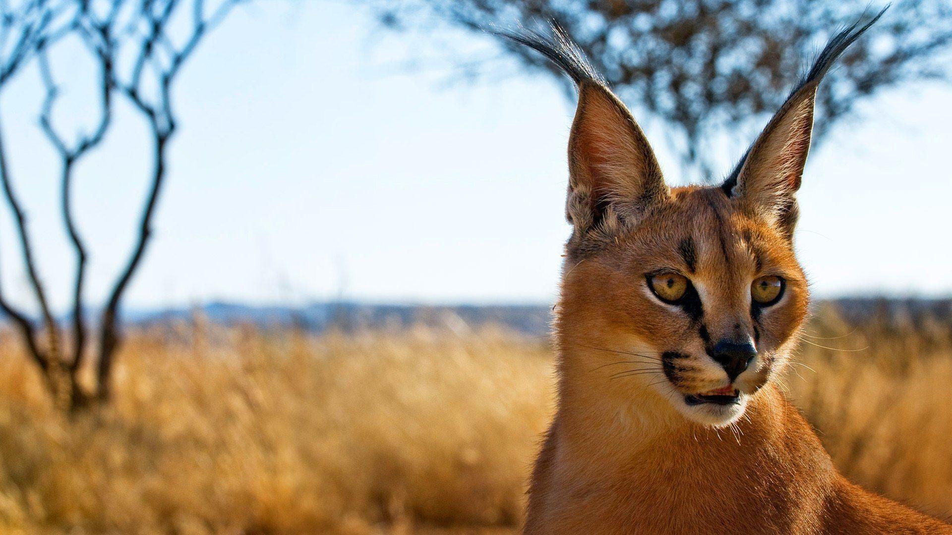 Caracal HD Wallpaper and Background Image