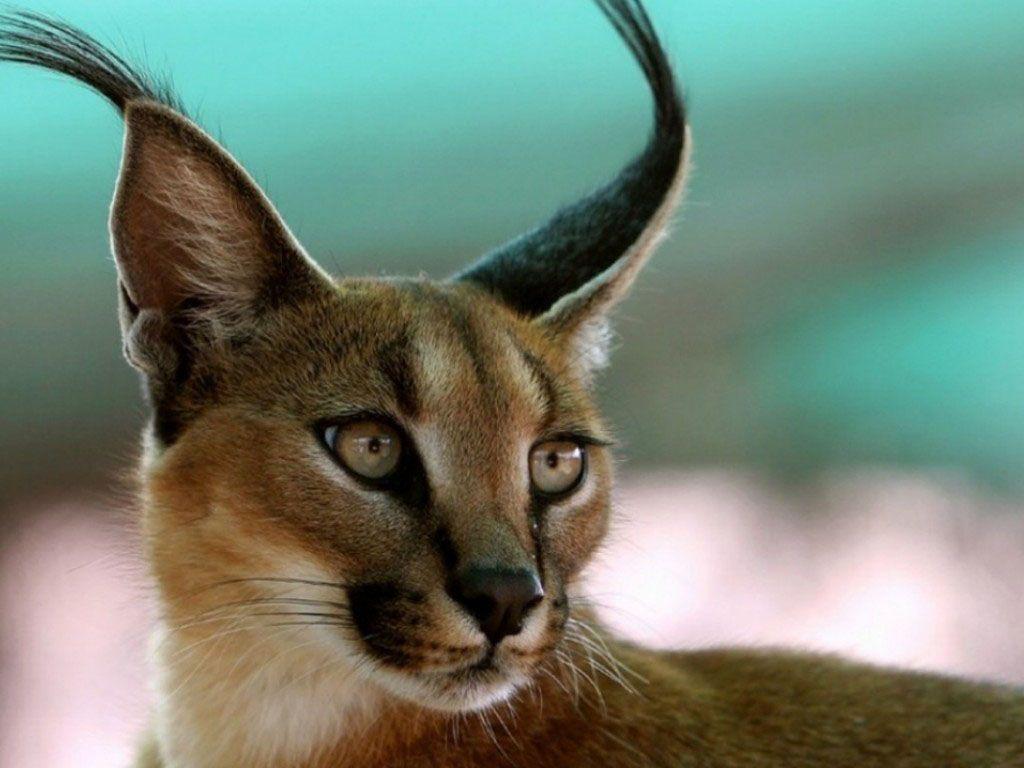 Caracal Wallpaper and Background Image