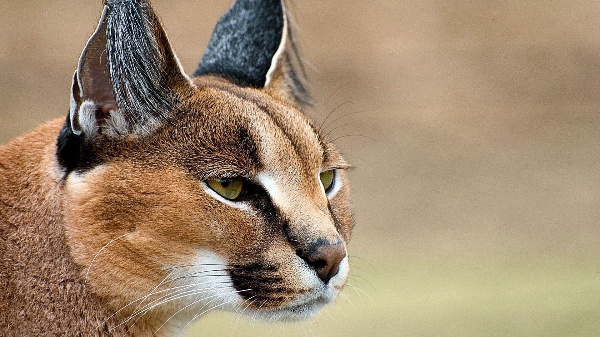 Caracal Wallpapers - Wallpaper Cave