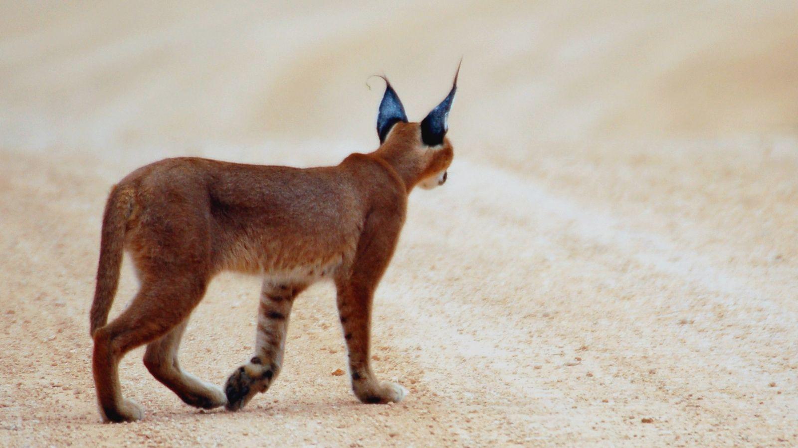 Caracal 3 Widescreen Wallpaper. Wide Wallpaper.NET